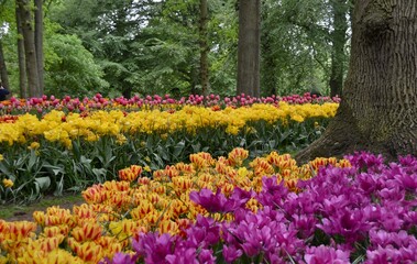 Spring Garden with colourful tulips