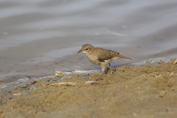 Pajaro