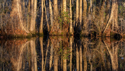BALD CYPRESS TRESS REFLECTION IN LAKE