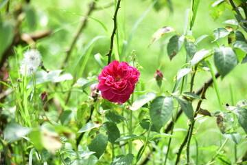 Obraz na płótnie Canvas The beauty of roses that grow in the high areas of Semarang Regency