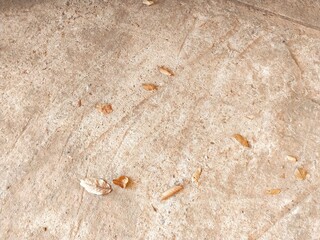 Falling leaves on old concrete floor, nature concept with copy space.