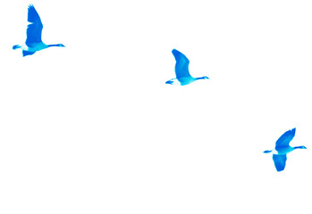 Three Geese in Flight or Migrating (filtered photo) Background, Backdrop, Border or Wallpaper In Blue