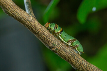A lime swallowtail butterfly caterpillar crawling on a branch, with natural bokeh background 