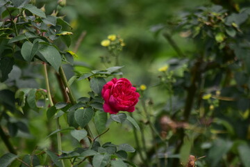 The beauty of roses that grow in the high areas of Semarang Regency