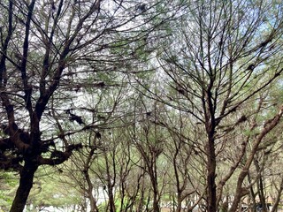 Pine trees in the forest