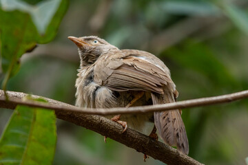 Yellow billed babbler