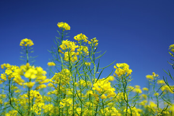 field of yellow flowers with blue sky