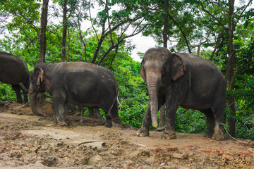 Elephants in the Hlawga National Park