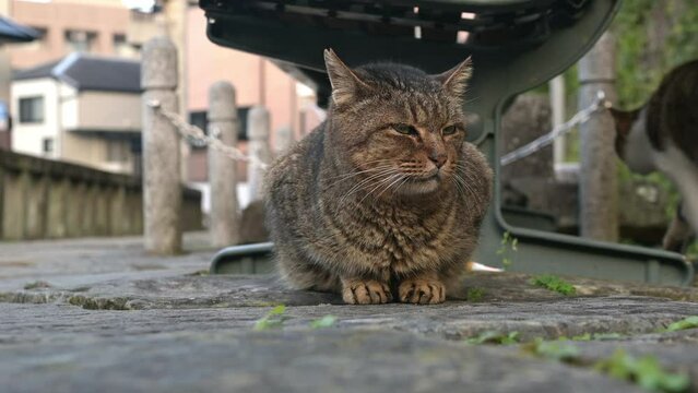 長崎市の神社付近に住み着く野良猫