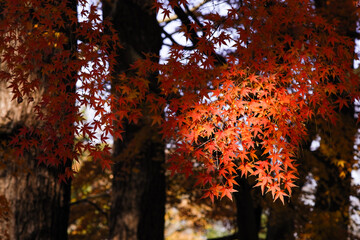 tree in autumn