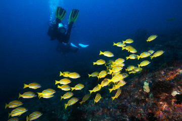 scuba divers and a school of snapper