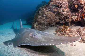 smoothnose wedgefish at the sandy reef
