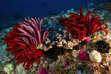 Red feather stars