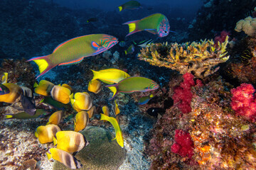 tropical fish (moon wrasse and butterfly fish) at the reef