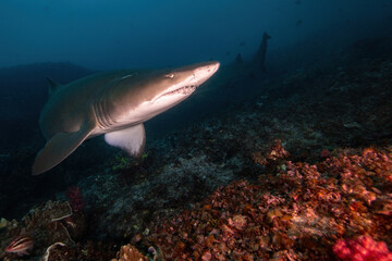 sand tiger shark (grey nurse shark) at the deep reef