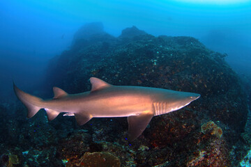 Fototapeta premium sand tiger shark (grey nurse shark) cruising around the rock