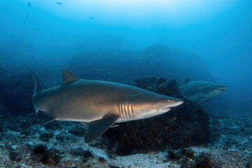 Fototapeta premium sand tiger sharks (grey nurse sharks) cruising a rocky underwater landscape 