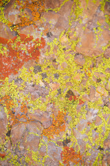 Lichen