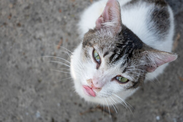 Domestic cats showing tongue and looking into camera lens.