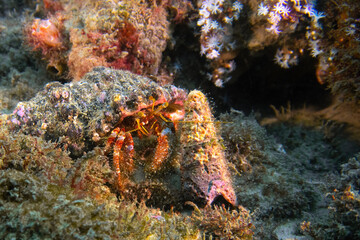 Naklejka na ściany i meble Hermit crab in the sea shell