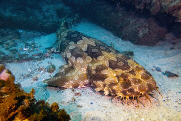 Wobbegong shark resting at the sand