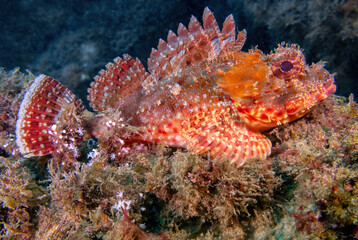 eastern red scorpionfish with exposed venomous spines