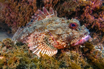 eastern red scorpionfish