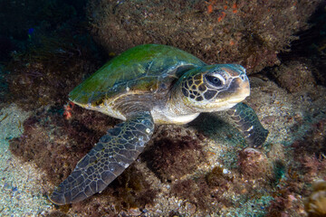 Naklejka na ściany i meble green sea turtle resting on the rocks