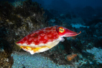 Fototapeta na wymiar mourning cuttlefish, side view