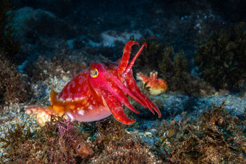 mourning cuttlefish, frontal view