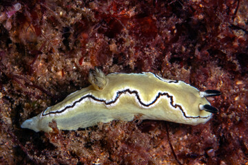 black-edged nudibranch 