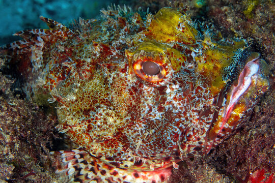 close-up photograph of eastern red scorpionfish