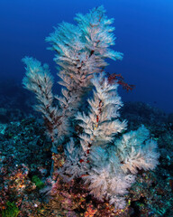 Naklejka na ściany i meble tree-like soft coral at the reef