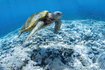 Green sea turtle at the cleaning station