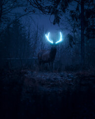 Deer in night