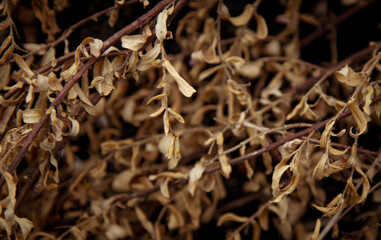 close up of dry grass