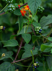 butterfly on a flower