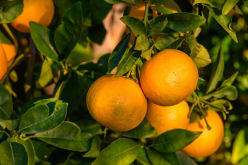 tangerines on branches in the garden during the day 13
