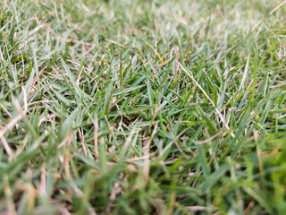 green grass in the wind, nature photography, natural greenery background 