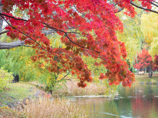 Maple leaves are turning bright red in garden. Nakajima park, Sapporo, Hokkaido, Japan.