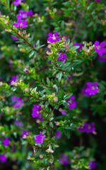 flowers in the garden