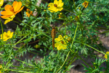 An orange dragonfly (Brachythemis contaminata) sits on flower stem with blurred background
