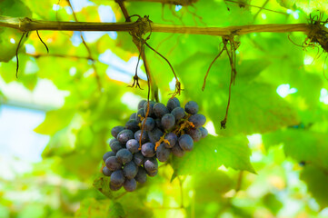 Fresh grapes on the tree