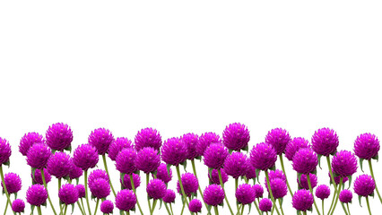 Globe Amaranth flowers bottom background