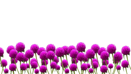 Globe Amaranth flowers bottom background