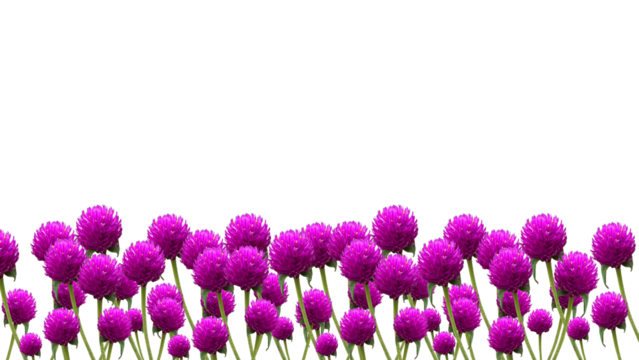 Globe Amaranth flowers bottom background