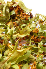 Dried linden leaves and flowers close-up