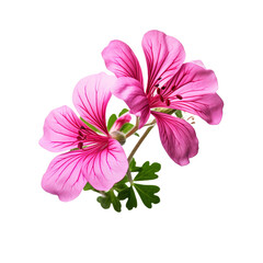 Obraz premium Gorgeous geranium hybrid blossoming isolated on transparent background