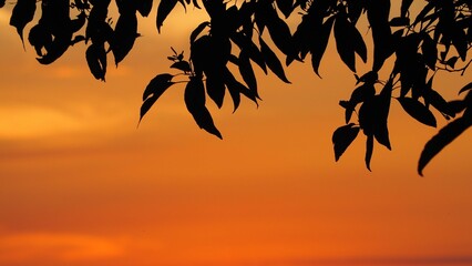 夕焼け空と木の葉