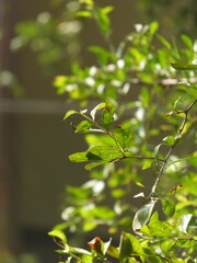 green leaves on a branch